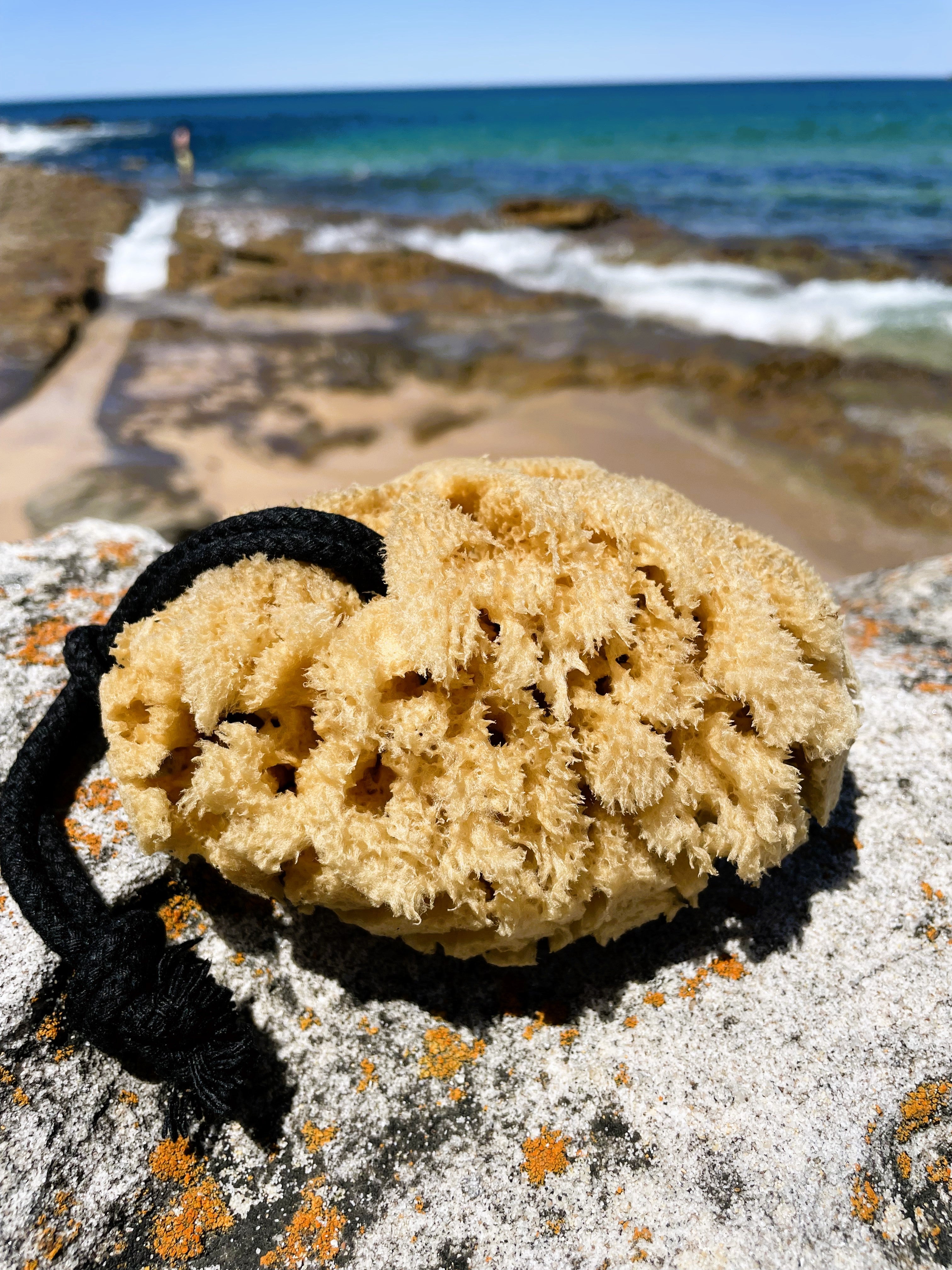 Natural Sea Sponge for Facial and Body Cleansing from Atlantic Ocean -  Hawaiian Bath & Body®